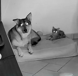 C and K are demons Meme Template