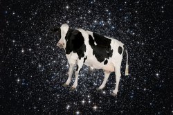 Space cow Meme Template
