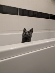 Lunch the catto Meme Template