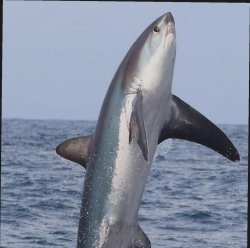 Shark look Meme Template