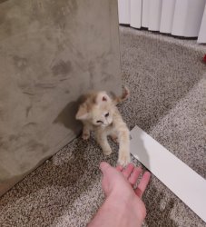 Dap me up Meme Template