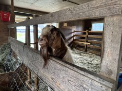 Overly Charismatic Goat Meme Template