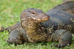 Monitor Lizard Meme Template