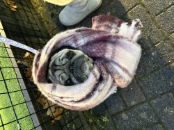 Pig in scarf Meme Template