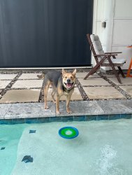 dog at pool Meme Template