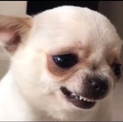 cane un po' così Meme Template