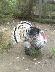 turkey Meme Template