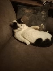 Huh? Cat Meme Template