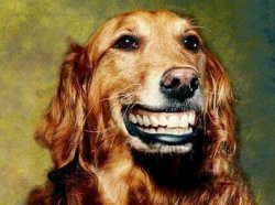 Happy Dog MF Meme Meme Template
