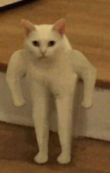 Blusrsed cat Meme Template