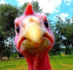 Gobble WHAT? Meme Template