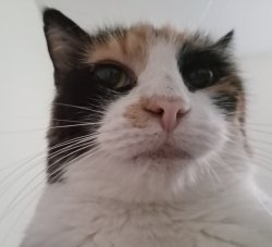 Patchy Watchy Meme Template