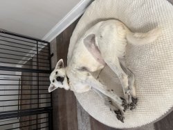 Steroid siren Meme Template