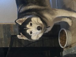 No braincells Meme Template