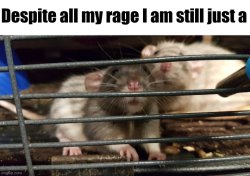 Bullet with Butterfly Wings Meme Template