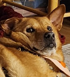 Haz some Meme Template