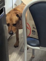 Guilty Basil Meme Template