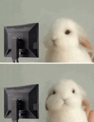 white rabbit looking at computer Meme Template