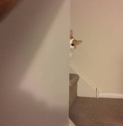 cat pointing around corner Meme Template