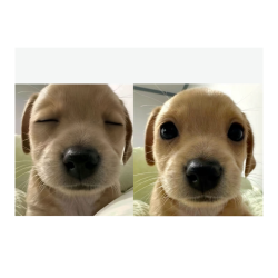 Bored Doggy Meme Template