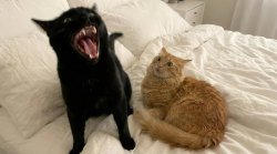 Aggresive Cat- WTF Cat Meme Template