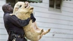 Cop carrying pig Meme Template