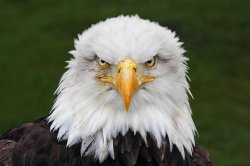 Eagle Meme Template