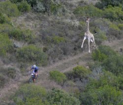 Giraffe and cyclist Meme Template