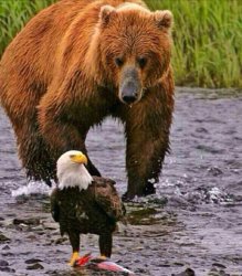 Bears vs Eagles Meme Template