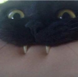 Cat Bite Meme Template