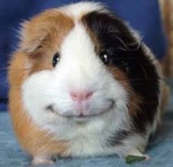 malicious guinea pig smile Meme Template