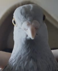 Disappointed pigeon Meme Template