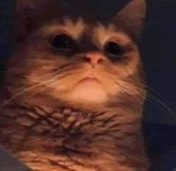 Pathetic cat blank Meme Template