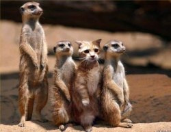 Imposter among us Meme Template