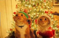 Chrisjoines1 Meme Template