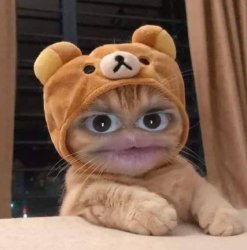 funny cat Meme Template