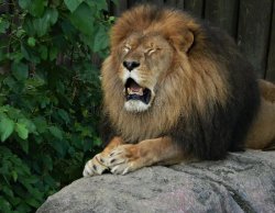 emotional african lion Meme Template