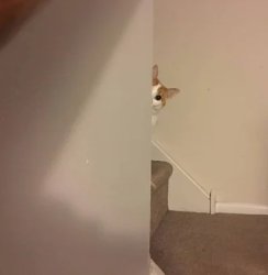 cat peeking Meme Template