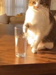 Cat with a glass of water Meme Template