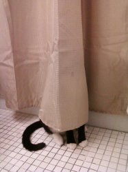 Cat hiding behind curtain Meme Template