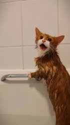 Cat in bath Meme Template