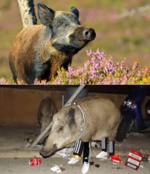 Hometown 10 VS Exotic 10 Meme Template