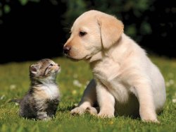 Kitten and puppy Meme Template