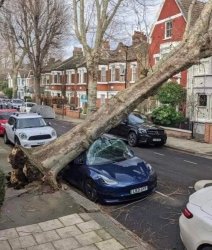 Tree vs. Car Meme Template