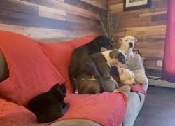 Cat and dogs in sofa Meme Template