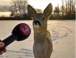 Silly ah deer Meme Template