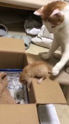 Cat shoves kitten into box Meme Template