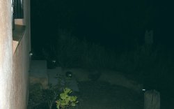 Cat eyes in the night Meme Template