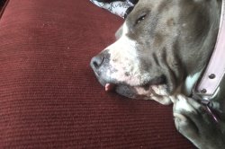 Tired Dod Meme Template