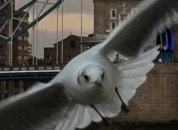 Gerald the seagull Meme Template